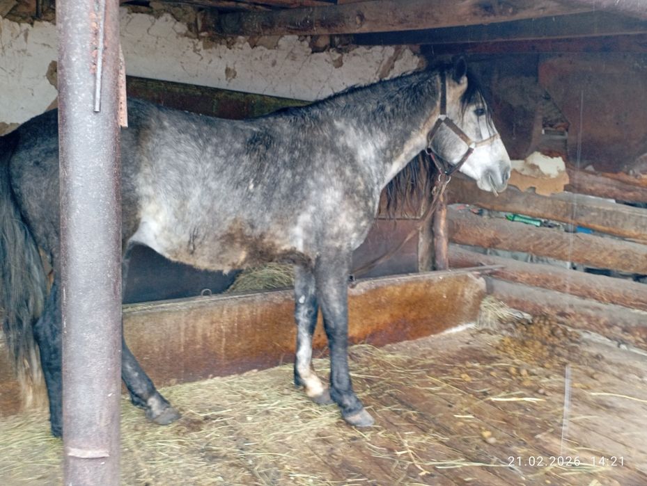 Продам Коня 4 года