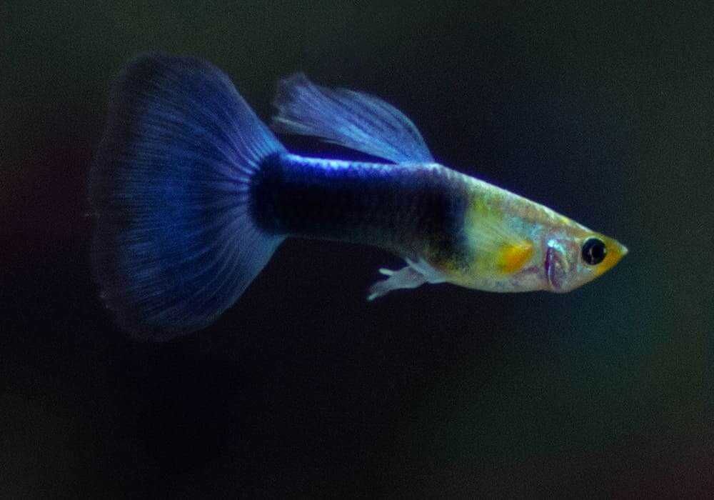 Рыбки гуппи синий цвет голубой