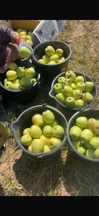 Яблоневый сад 5 га