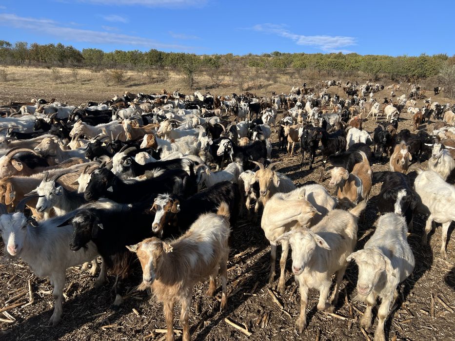 Vand Capre sau schimb cu oi.