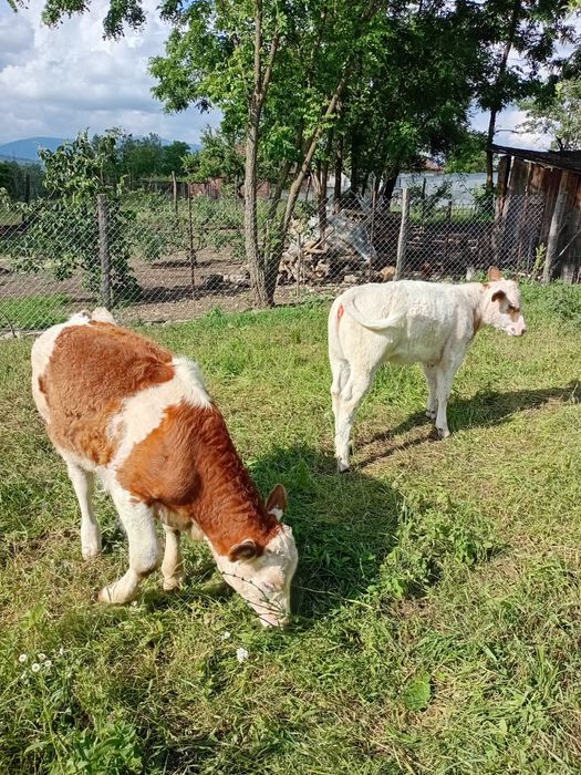 Vând un vițel balțat și unul Belgian