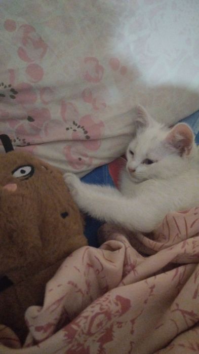 Отдам даром котят