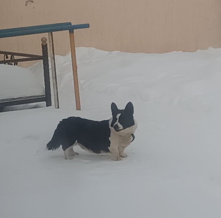 Ищем невесту корги вельш