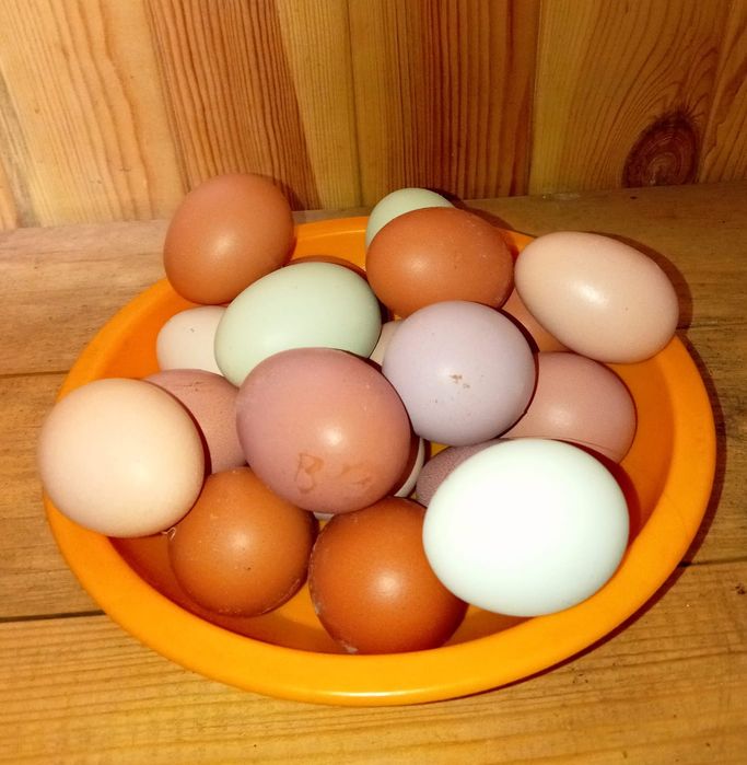 Продам домашний яйца.