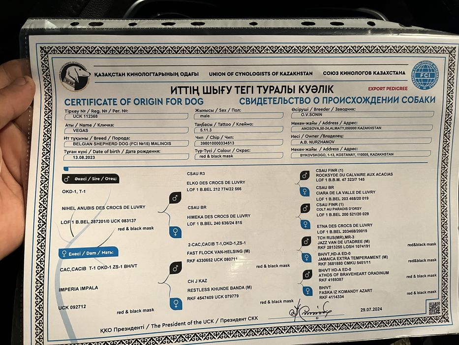 Бельгийская овчарка малинуа