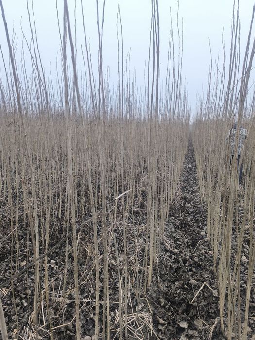 Tetak ko‘chatlar bor