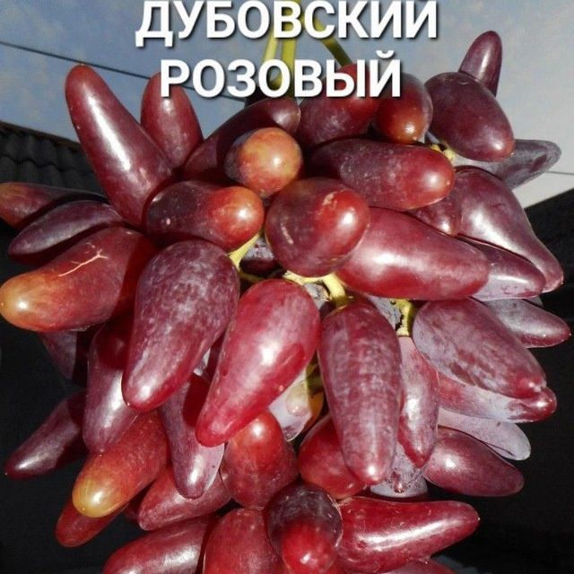 УЗУМ Аватар ламбаржини хелойин алвика велика сакура американски блек