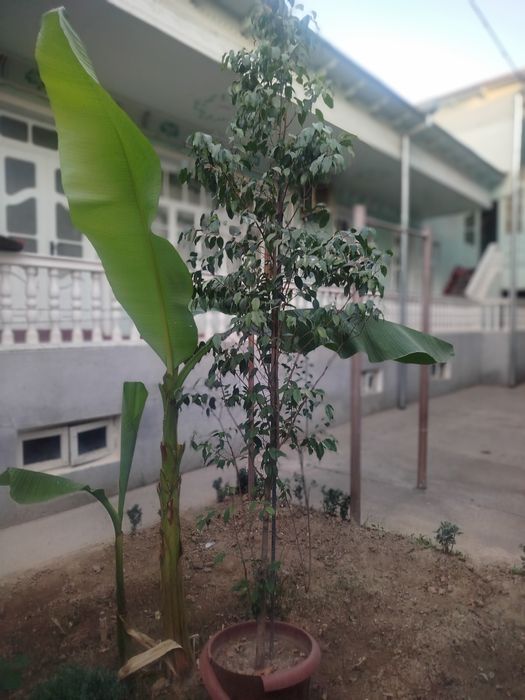 "Фикус бенджамин"guli sotiladi