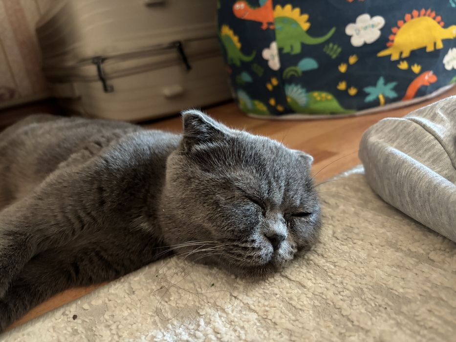 Шотландский вислоухлий