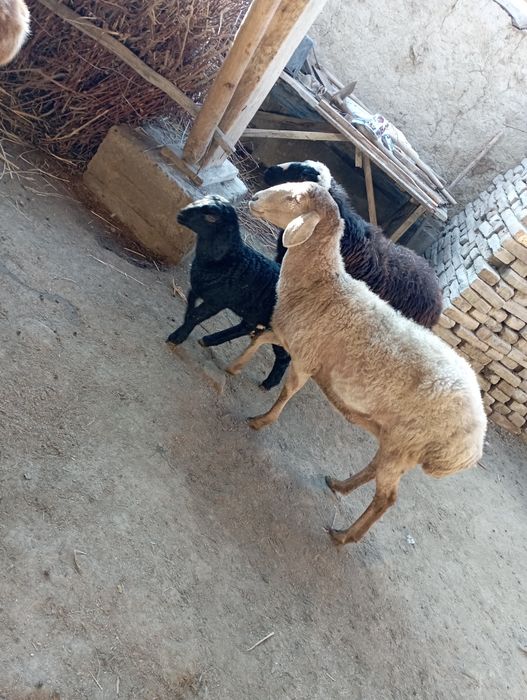 avg'on ona bola qoy sotiladi bolasi moda