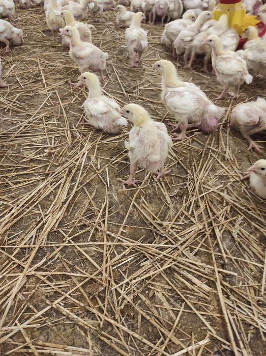 Pui de carne de la 500 g