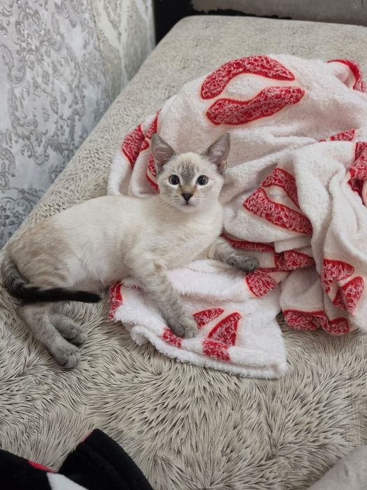 Отдаём котёнка в добрые руки!