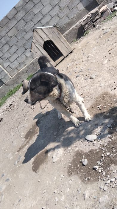 Итті тегін беремін