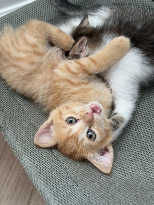 Отдам котят в добрые руки