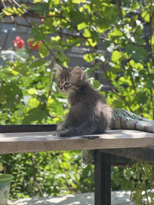 Котята мальчики и девочки