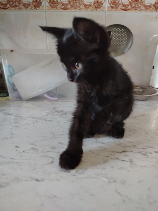 Котята. Mushukchalar