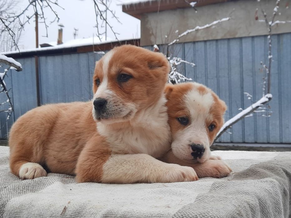 Щенки САО Алабай