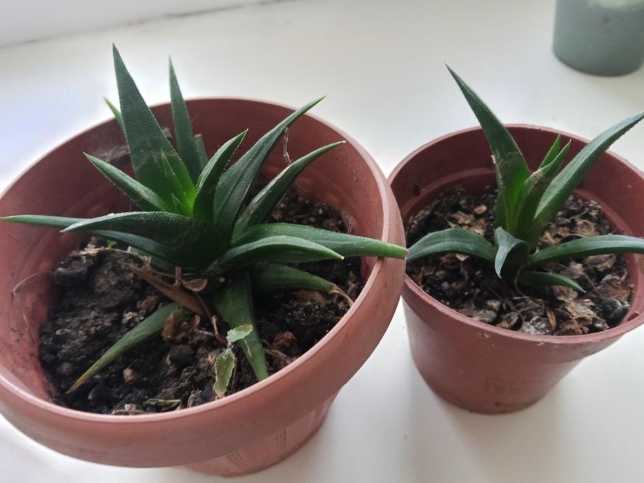 Продаю комнатные цветы