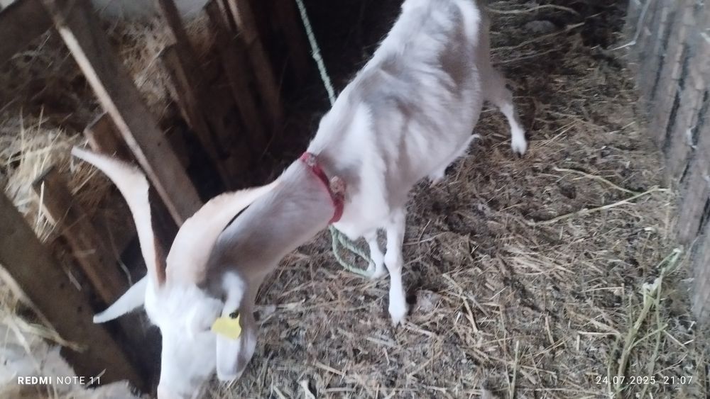 Заненский ешки..