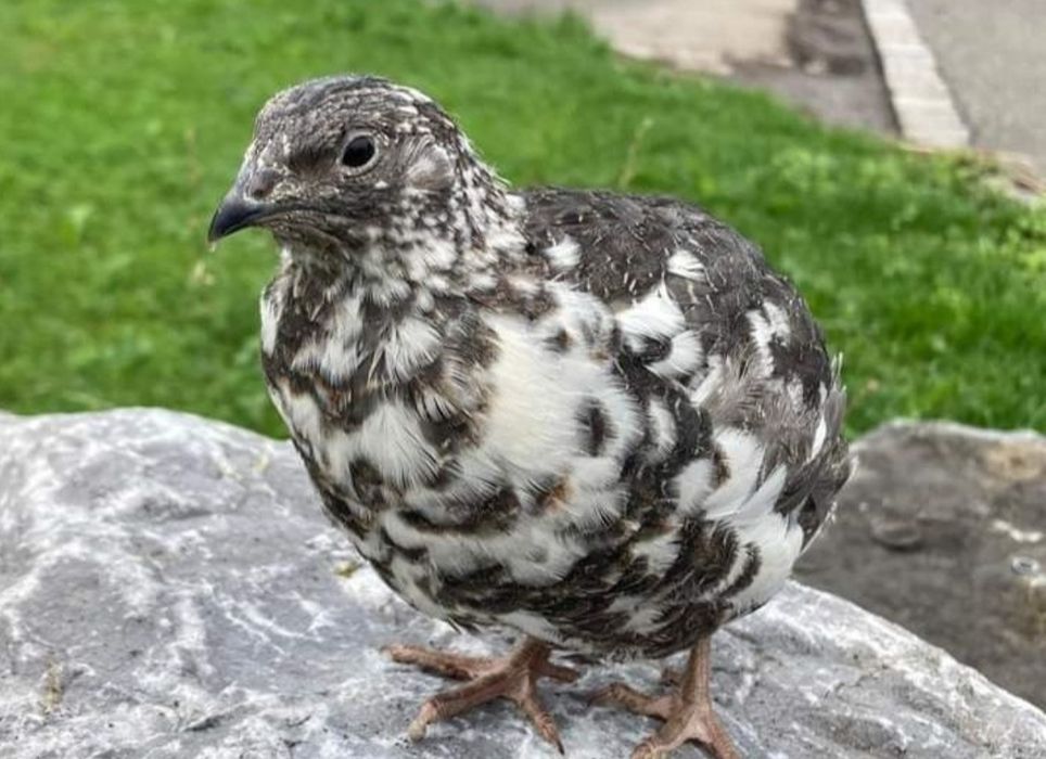 Пъдпъдъчи яйца за инкубация