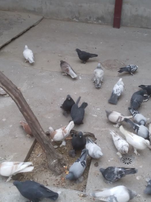 Mana xel kaftarlar sotiladi