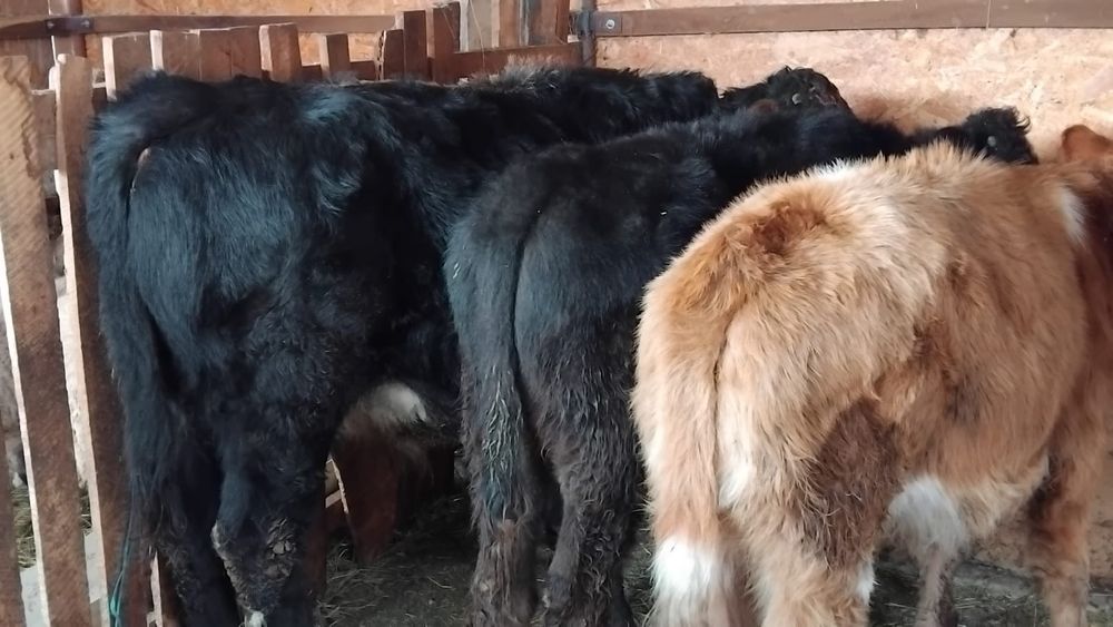 Vand 2 tauri si o vitea