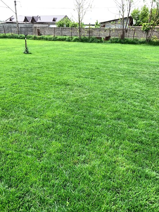 Tayyor gazon sotuvda