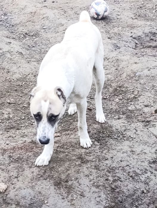 Собака Алабай Туркмения