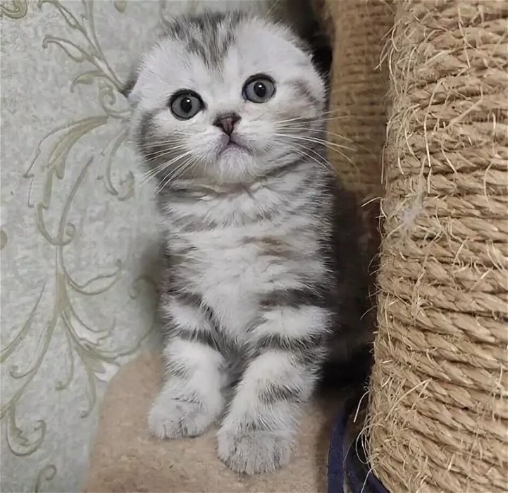 Шотландские фолдики