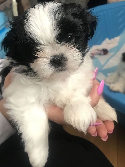 Bichon maltez     .