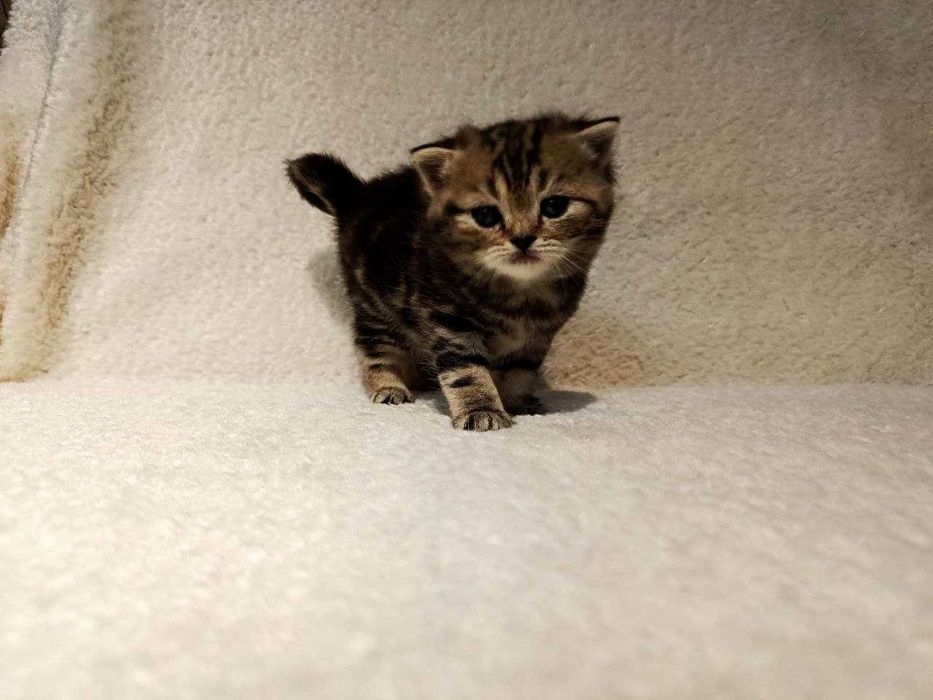 Продается котята Shinshilla mushuk bolalari sotiladi!!