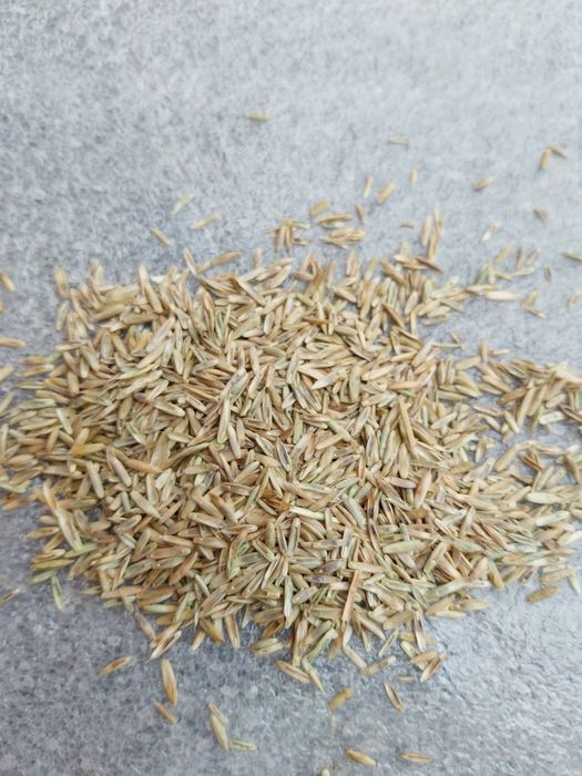 Lucernă~Trifoi~Ghizdei