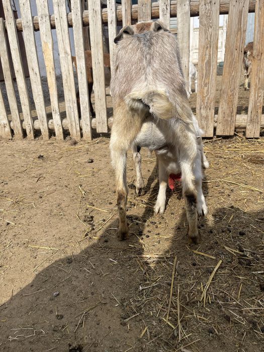 Альпи пародалы сауынды ешкі