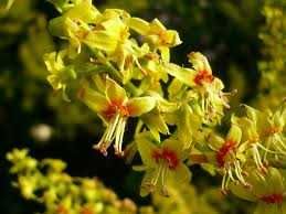 koelreuteria paniculata 1m