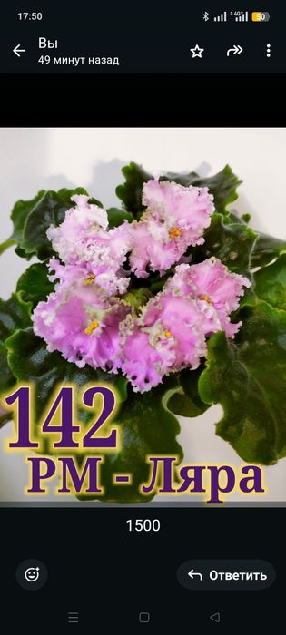 Продам сортовые фиалки