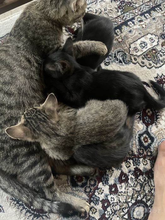 котята отдам в хорошие руки