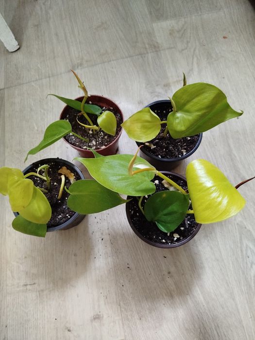 Комнатные цветы разные