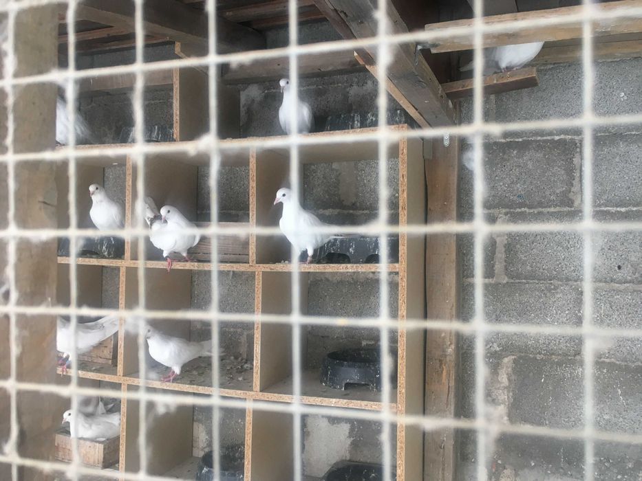 Продавам закъртени бемкалии (карабенлии)