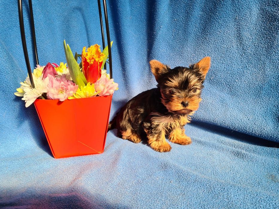 Отличный подарок щенки Йорка