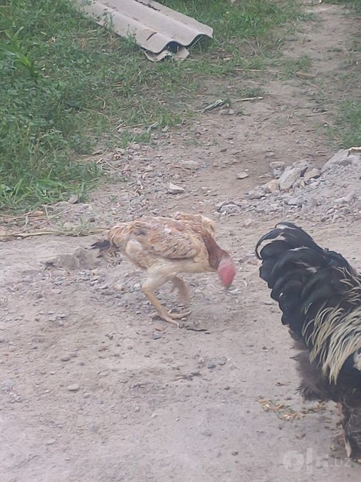 Дакан , куланги товук сотилади