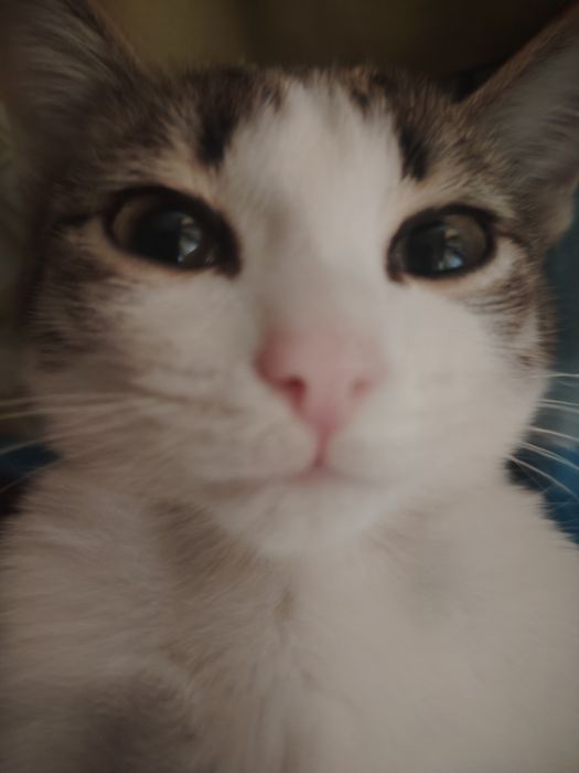 Отдам котёнка ДАРОМ с лотком