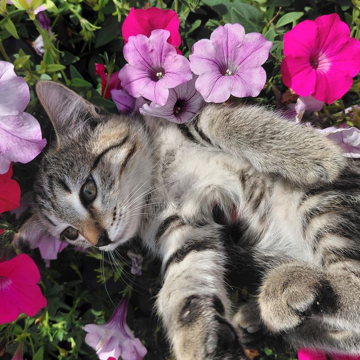 Отдам в добрые руки кошечку