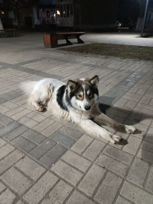 Пристраивается в очень добрые руки пёс