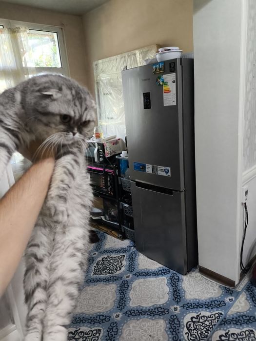 Шотландский вислоухий кот, отец — британская шиншилла, мать — вислоухи