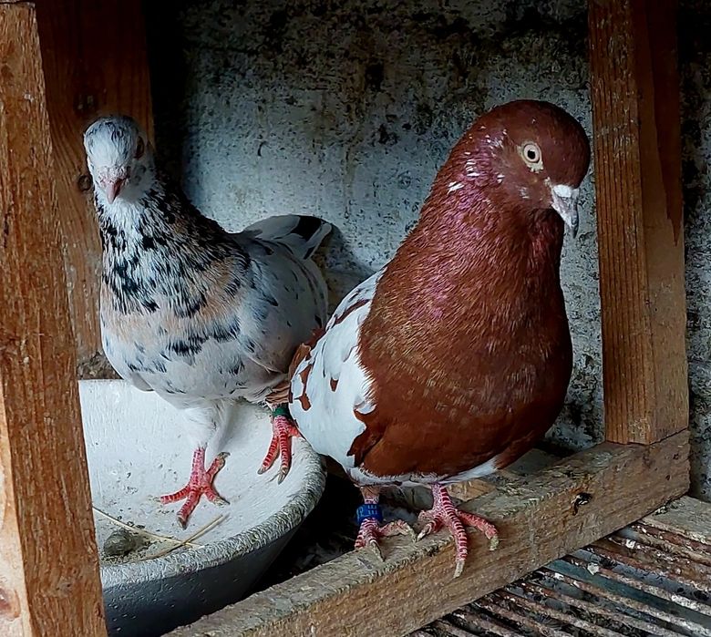 Vand porumbei  jucători rolleri birmingham