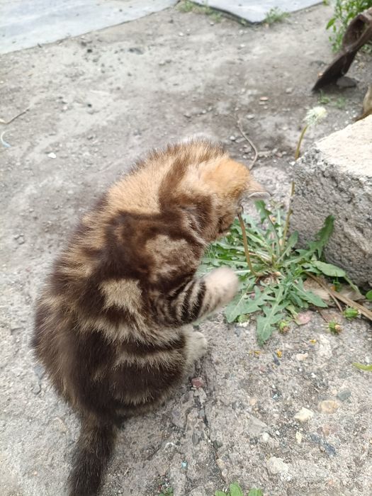 Дарю котенка. Девочка