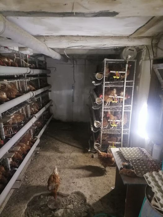 Продаю кур-несушек Ломан Браун