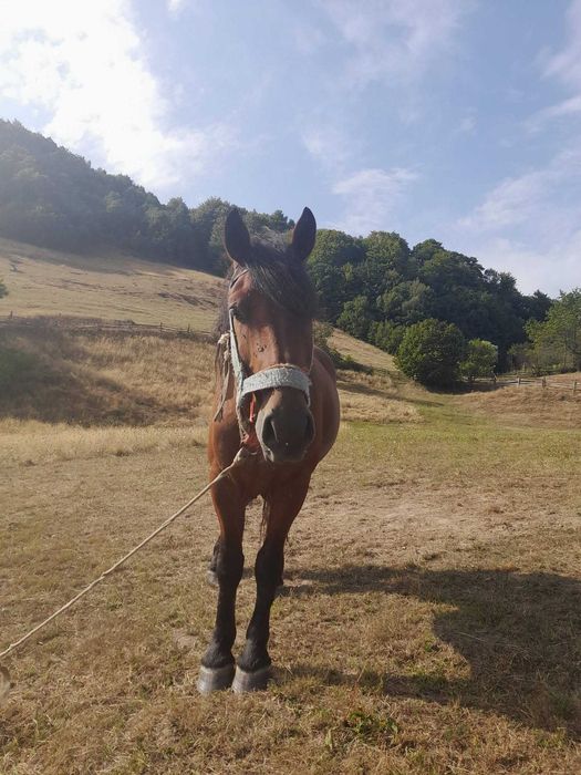Cal de vânzare. Parva (bradatel)