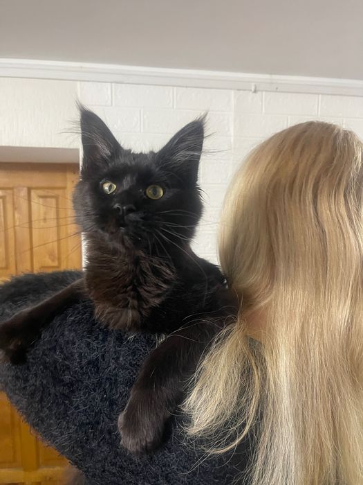 Maine Coon cu părinții campion