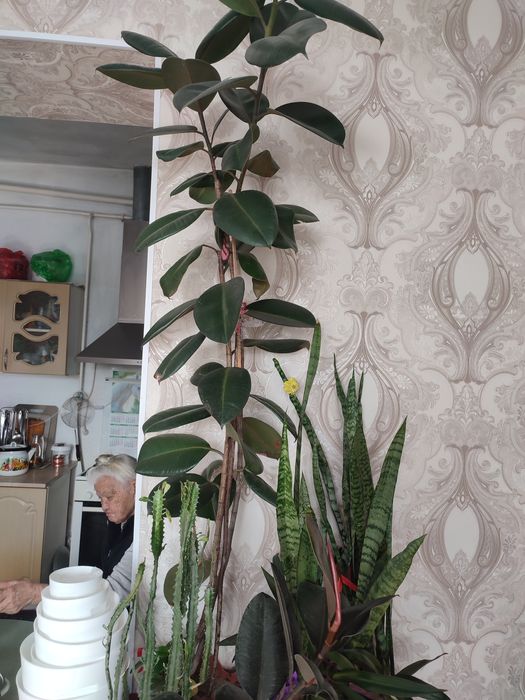 Продам фикус. Высота 150 м